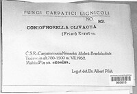 Coniophora olivacea image